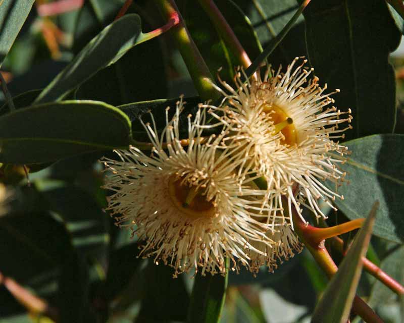 Eucalyptus cosmophylla - flowers